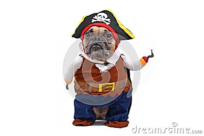 Funny French Bulldog dog dressed up with pirate Halloween fully body costume with hat and fake hook arm on white background Stock Photo