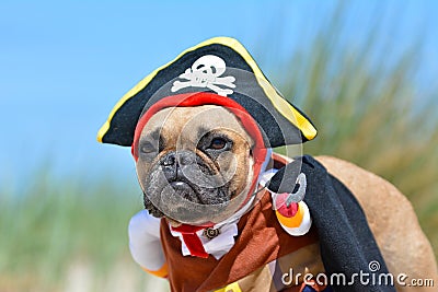 Funny fawn French Bulldog dog girl dressed up in pirate costume with hat and hook Stock Photo