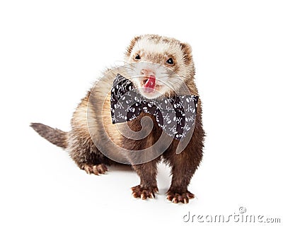 Funny Ferret Wearing Bow Tie Stock Photo