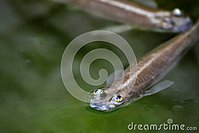 Funny fishes are relaxed on the river water Stock Photo