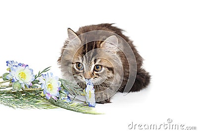 Funny, fluffy Scottish kitten lies and sniffs flowers Stock Photo