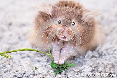 Funny fluffy Syrian hamster eats a green branch of clover, stuffs his cheeks. Food for a pet rodent, vitamins. Close-up Stock Photo