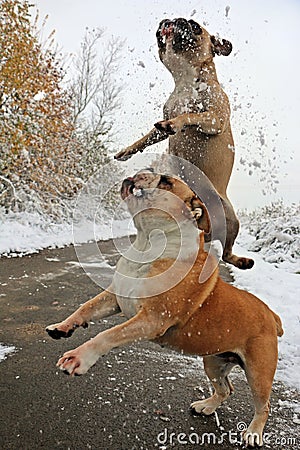 Funny flying bulldogs Stock Photo