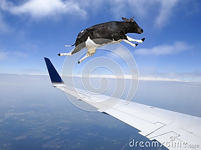 Funny Flying Cow, Plane, Travel Stock Photo