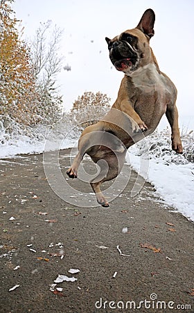 Funny flying french bulldog Stock Photo