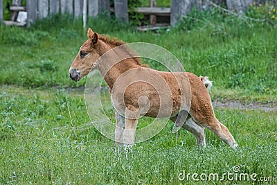 A funny foal is on the field Stock Photo