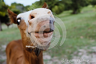 Funny foal horse face with nose and whiskers close up Stock Photo