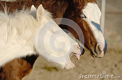 Funny foal horse yawning, sleepy young horses on ranch Stock Photo