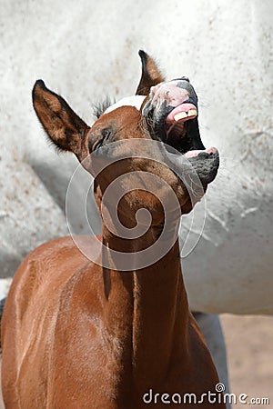 Funny foal portrait Stock Photo