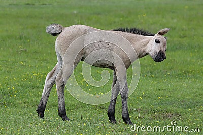 Funny foal. Stock Photo