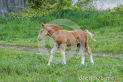 A funny foal stands on a green pasture Stock Photo