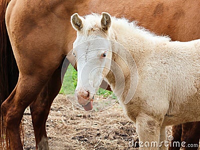 Funny foal sticking out tongue. Young horse. Stock Photo