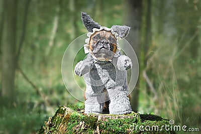 French Bulldog dog dressed up as Big Bad Wolf from fairytale `Little Red Riding Hood` with costumes with fake arms Stock Photo