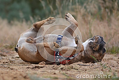 Funny French Bulldog dog rolling on back scratching back in dirt Stock Photo