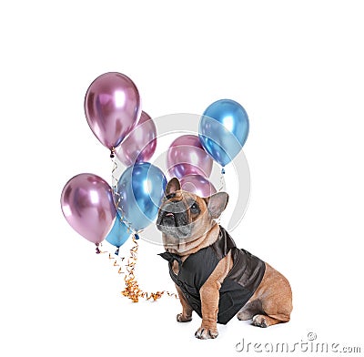 Funny French bulldog in elegant vest with balloons Stock Photo