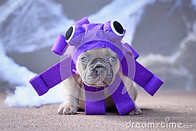 Funny French Bulldog puppy wearing purple Halloween octopus dog costume with big eyes and tentacles Stock Photo