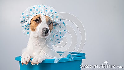 Funny friendly dog jack russell terrier takes a bath with foam in a shower cap on a white background. Copy space Stock Photo