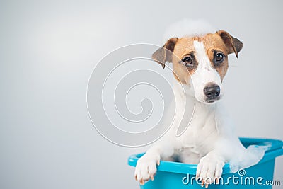 Funny friendly dog jack russell terrier takes a bath with foam on a white background Stock Photo