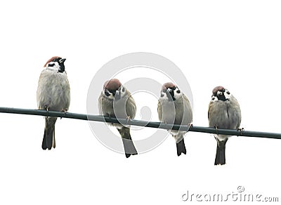 friendly little birds sitting on a wire on white sky backg Stock Photo