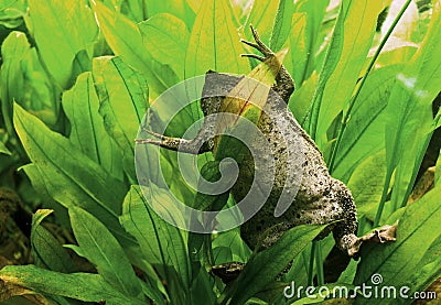 Funny frog Stock Photo