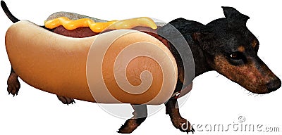 Wiener Hot Dog Dachshund Isolated, Funny Stock Photo