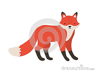 Funny furry little fox. Adorable lovely fluffy forest carnivorous animal isolated on white background. Cute amusing Vector Illustration