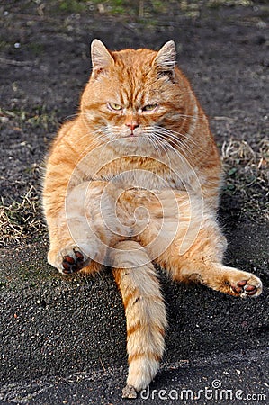 Funny Garfield cat Stock Photo