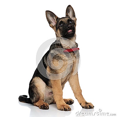 Funny gentleman german shepard looks up with tongue exposed Stock Photo