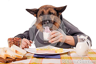 Funny German Shepherd dog with human arms and hands, drinking milk Stock Photo