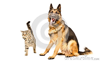 Funny German Shepherd and playful cat Scottish Straight Stock Photo