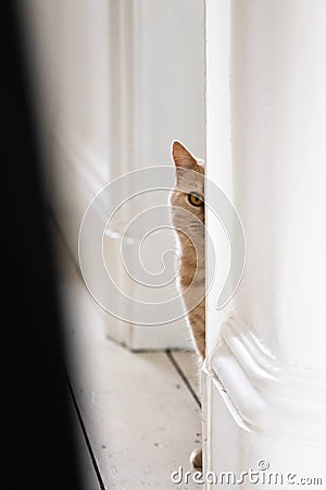 Funny ginger british shorthair cat peeks from behind the wall Stock Photo