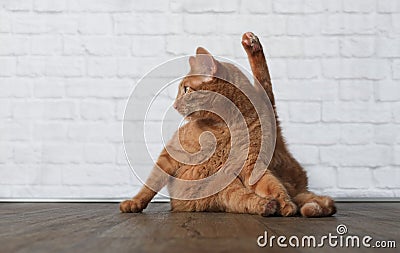 Funny Ginger cat makes Yoga exercices Stock Photo
