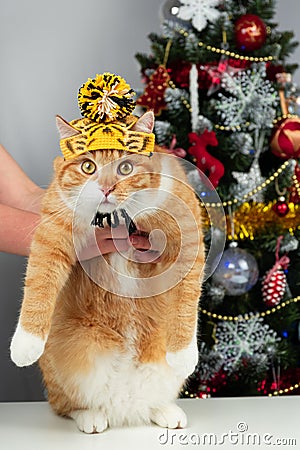 Funny ginger cat with Tiger hat, Christmas tree, celebrating Chinese New year Stock Photo