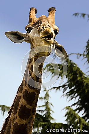 Funny giraffe Stock Photo