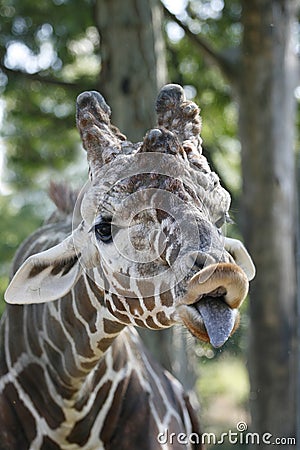 Funny Giraffe Stock Photo