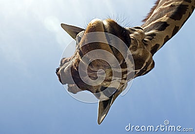 Funny giraffe Stock Photo