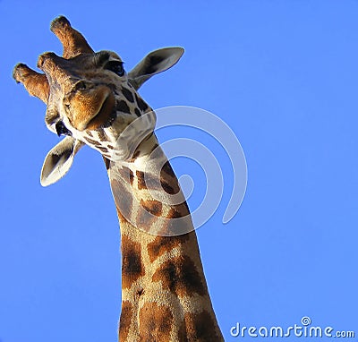 Funny Giraffe Stock Photo