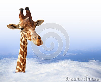 Funny giraffe Stock Photo