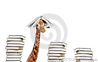 Funny giraffe with piles and book on head look Stock Photo