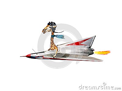 Funny giraffe pilot fly supersonic jet plane fast Stock Photo