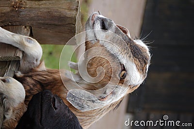 Funny goat Stock Photo