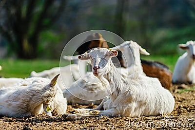 Funny goats on farmland pasturage, sunny day Stock Photo