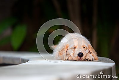 Funny golden retriever labrador puppy lying stretched at poolside Stock Photo