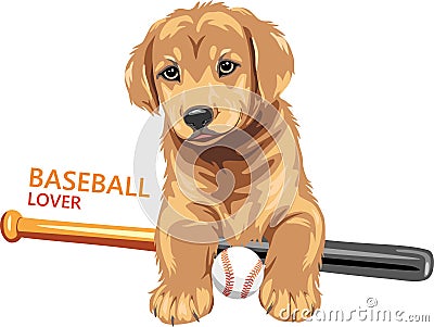 Funny golden retriever puppy are baseball lover Vector Illustration