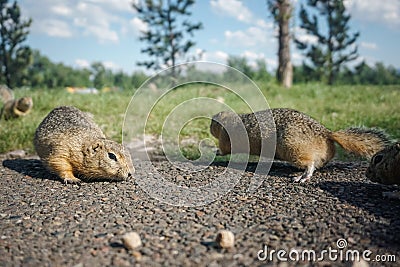 Funny gopher in the park Stock Photo