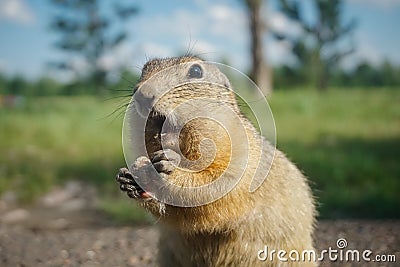 Funny gopher in the park Stock Photo