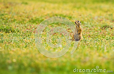 Funny gopher in two feet in green field in summer Stock Photo