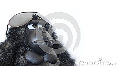 Funny gorilla with sunglasses Stock Photo