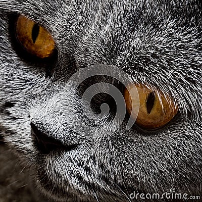 Funny gray British cat Stock Photo