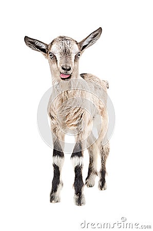 Funny gray goatling showing tongue Stock Photo